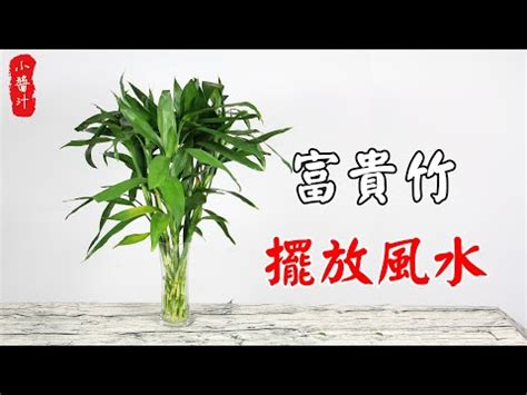 開運竹放陽台|開運竹可以放陽台嗎？專家教你正確擺放開運竹的祕訣，提升家中。